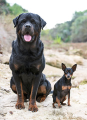 rottweiler in nature