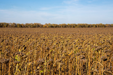 Withered Sunflowers in the Autumn Field Against Blue Sky. Ripened Dry Sunflowers Ready for Harvesting.