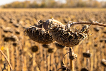 Withered Sunflowers in the Autumn Field Against Blue Sky. Ripened Dry Sunflowers Ready for Harvesting.