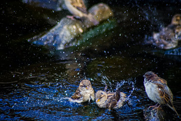 sparrows taking a bath