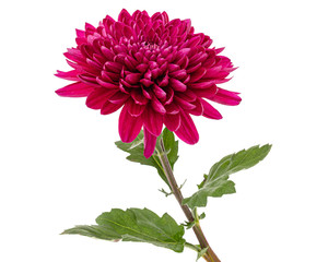 Red chrysanthemum flower, isolated on white background
