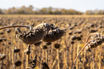 Withered sunflowers in the autumn field. Mature dry sunflowers are ready for harvest. Bad harvest of sunflower on the field. Blackened unclean abandoned bad harvest in an autumn field