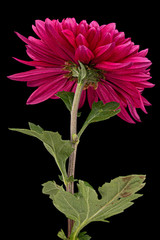 Red chrysanthemum flower, isolated on black background