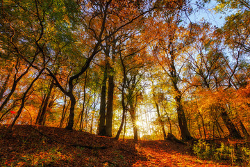 Fototapeta premium Las