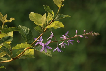 branch of lilac