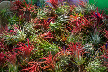 Aechmea fasciata In the market