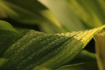 water drops on a leaf
