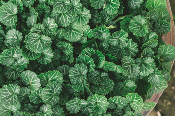natural green leaves background 