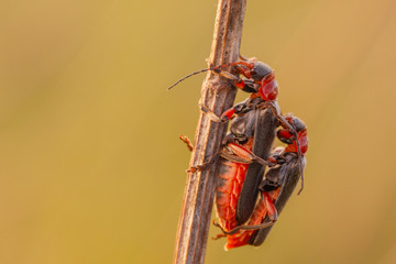 Owady © R.Jaszczynski