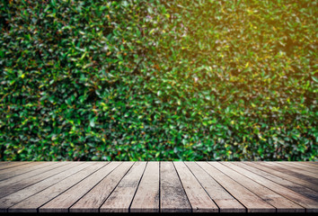 Old wood plank with abstract natural green leaves background for product display