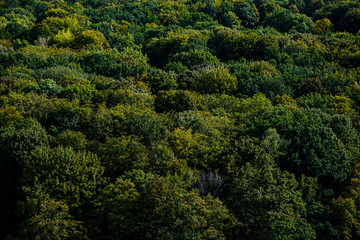 Fototapeta na wymiar Forest from above
