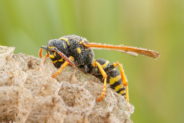Osa