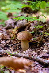 Single Boletus mushroom in the wild. Porcini mushroom grows on the forest floor at autumn season..