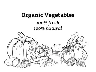 different vegetables vector card. Natural fresh vegetables, label for market. Vegeterian set. Hand drawn sketch style