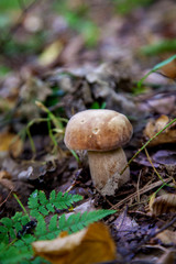 Single Boletus mushroom in the wild. Porcini mushroom grows on the forest floor at autumn season..