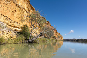 River Red Gum tree and cliffs, River Murray, Wongulla, South Australia.