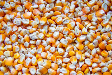 Close up of yellow corn seed 