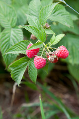 Ripe and unripe raspberry in fruit garden. Growing natural bush of raspberry. Branch of raspberry in sunlight..