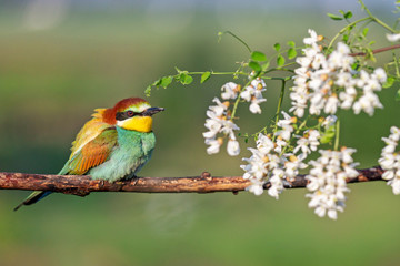 beautiful exotic bird sitting on a branch in robinia flowers