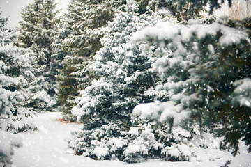 Beautiful winter landscape with snow covered trees