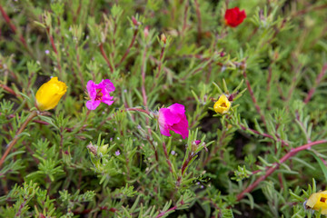 Purslane flower grow in a summer garden. Close up view of several flowers and foliage..