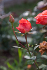 Obraz premium Beautiful rose bush growing in the garden.