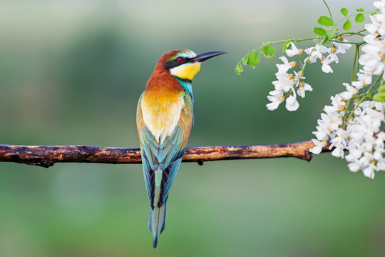 beautiful exotic bird sitting on a branch