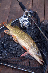 Freshwater pike and fishing equipment lies on landing net. Composition on wooden background with...