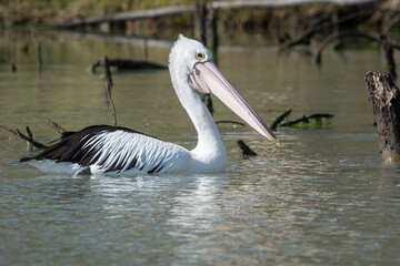 Australian Pelican cruising Wongulla Backwater, River Murray, South Australia.