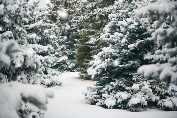 Beautiful winter landscape with snow covered trees