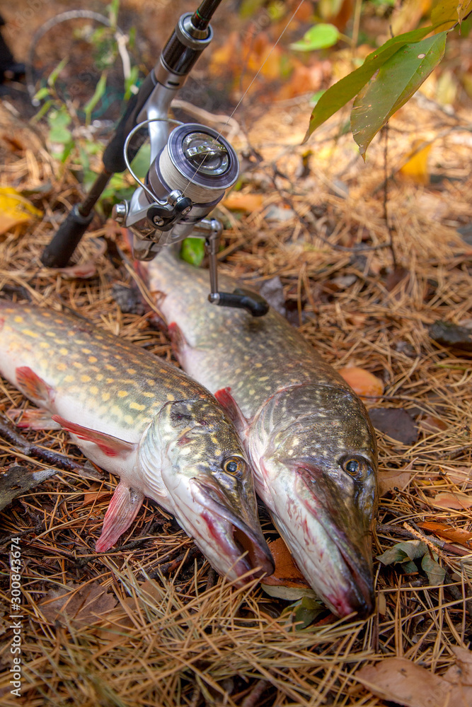 Wall mural freshwater pike fish. two freshwater pike fish and fishing rod with reel on yellow leaves at autumn 