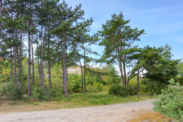 sandy road between pines and fir trees, young pine forest