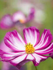 Obraz premium コスモスの花