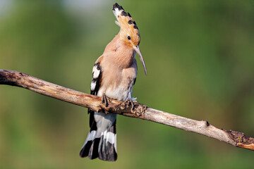 spring hoopoe sings a song while sitting on a branch