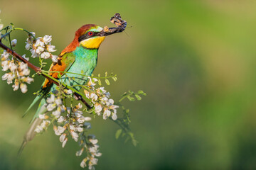 wild bird sits on a branch in robinia flowers with a butterfly in its beak