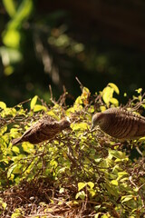 birds nest
