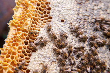 Close up view of working bees on honeycomb with sweet honey..