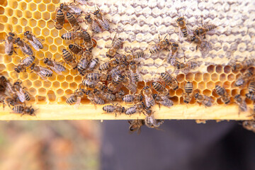 Close up view of working bees on honeycomb with sweet honey..