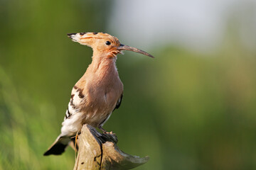wild rare crested bird sitting on a branch