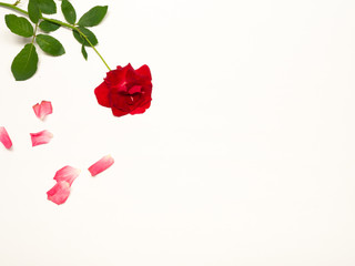 Red roses on a white background There is space to put text.
