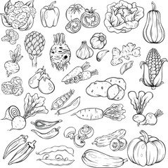 set of the different vegetables. Vintage hand drawn sketch style. Frames for decoration, menu. Ink, linear graphic, Engraved style