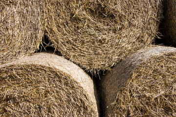 Cylindrical bales of hay against the blue sky. Autumn landscape. Harvested field. Harvesting animal feed. Harvesting.