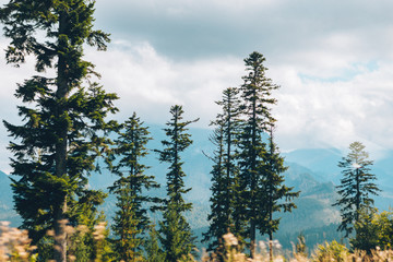 view of sunny day in tatra carpathian mountains