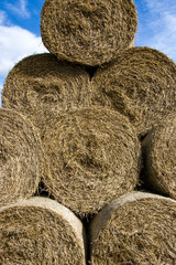 Cylindrical bales of hay against the blue sky. Autumn landscape. Harvested field. Harvesting animal feed. Harvesting.