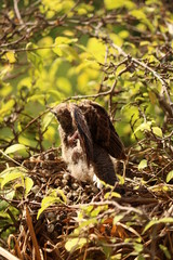 birds nest