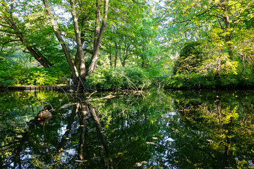 trees in the forest with reflection