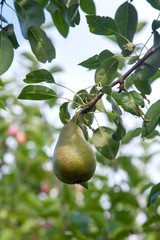 Shiny delicious pears hanging from a tree branch in the orchard..