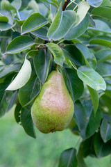 Shiny delicious pears hanging from a tree branch in the orchard..