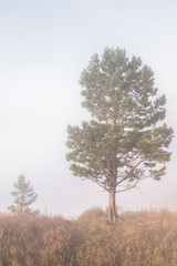 Fototapeta na wymiar Pine trees