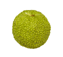 Maclure orange (lat. Maclura pomifera) - fruit of trees of the Mulberry family (Moraceae) on a white background isolated